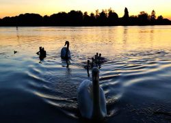 Cygnes