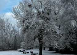 Le parc en hiver