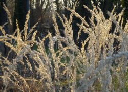 Des herbes folles